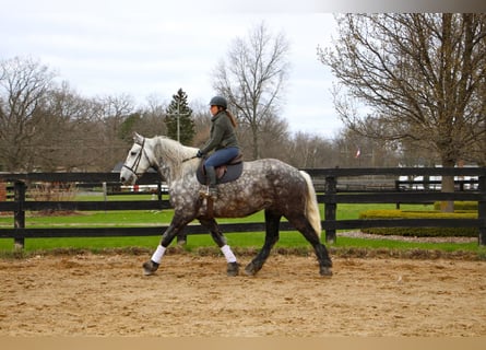 Percherón, Caballo castrado, 11 años, 170 cm, Tordo rodado