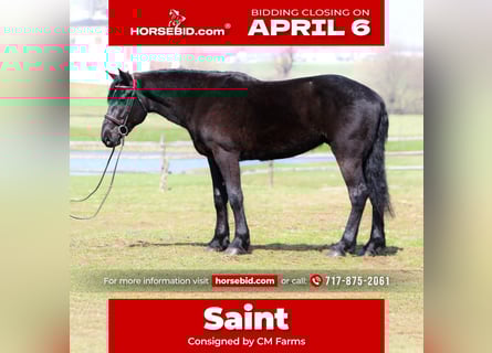 Percherón Mestizo, Caballo castrado, 4 años, 160 cm, Negro