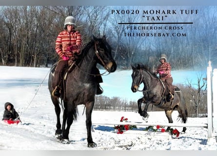 Percherón, Caballo castrado, 4 años, 163 cm, Ruano azulado