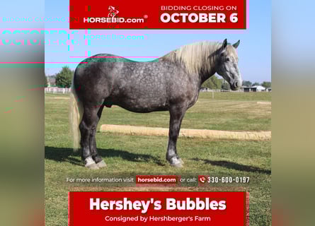 Percherón, Caballo castrado, 5 años, 165 cm, Tordo