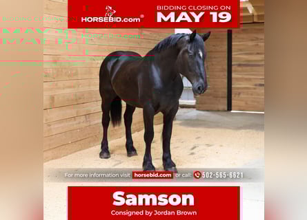 Percherón, Caballo castrado, 6 años, 163 cm, Negro