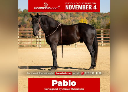 Percherón Mestizo, Caballo castrado, 6 años, 165 cm, Negro