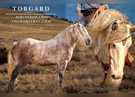 Percherón Mestizo, Caballo castrado, 6 años, 168 cm, Tordo rodado