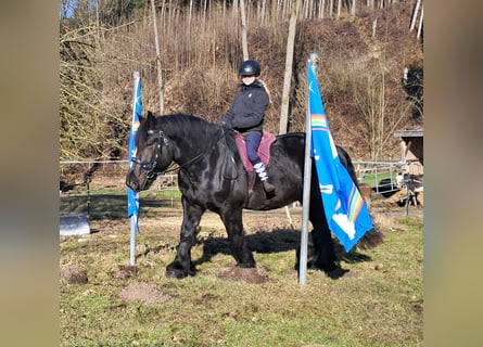 Percherón, Caballo castrado, 6 años, 169 cm, Negro