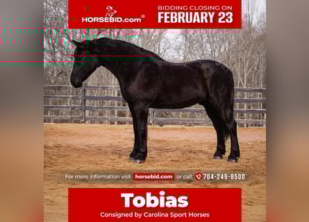 Percherón Mestizo, Caballo castrado, 6 años, 173 cm, Negro