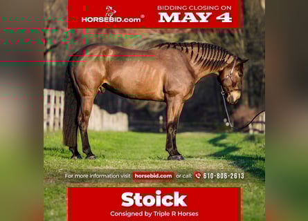 Percherón Mestizo, Caballo castrado, 7 años, Castaño rojizo