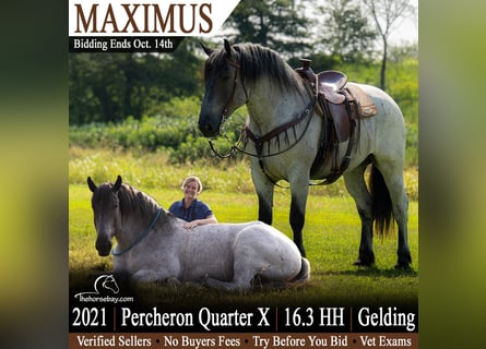 Percherón Mestizo, Caballo castrado, 8 años, 170 cm, Ruano azulado