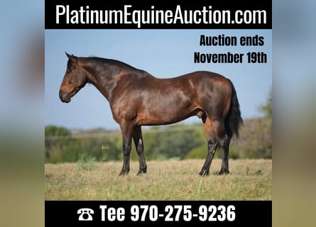Percheron, Castrone, 10 Anni, 157 cm, Baio ciliegia