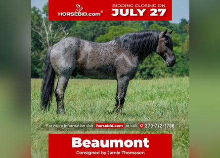 Percheron Mix, Castrone, 10 Anni, 163 cm, Roano blu