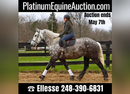 Percheron, Castrone, 11 Anni, Grigio pezzato