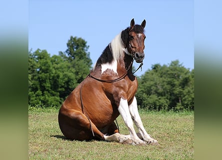Percheron, Castrone, 14 Anni, 165 cm, Tobiano-tutti i colori