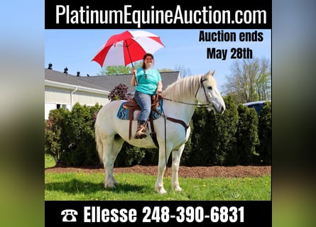 Percheron, Castrone, 16 Anni, 173 cm, Grigio