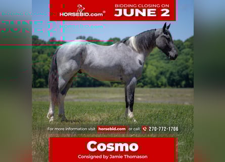 Percheron Mix, Castrone, 4 Anni, 163 cm, Roano blu