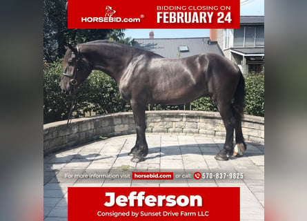 Percheron, Castrone, 4 Anni, 175 cm, Morello