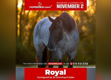 Percheron Mix, Castrone, 4 Anni, Roano blu