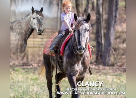 Percheron, Castrone, 5 Anni, 142 cm, Grigio