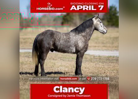 Percheron Mix, Castrone, 5 Anni, 142 cm, Grigio pezzato