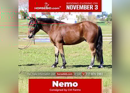 Percheron Mix, Castrone, 5 Anni, 157 cm, Baio ciliegia