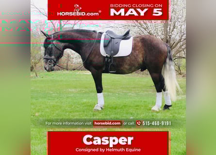 Percheron Mix, Castrone, 5 Anni, 157 cm, Grigio