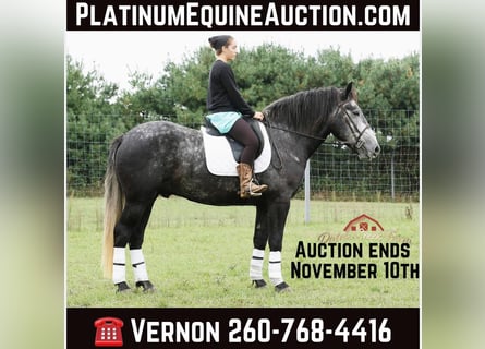 Percheron, Castrone, 5 Anni, 157 cm, Grigio pezzato