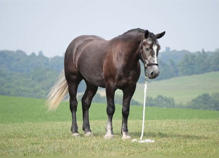 Percheron Mix, Castrone, 5 Anni, 163 cm, Grigio