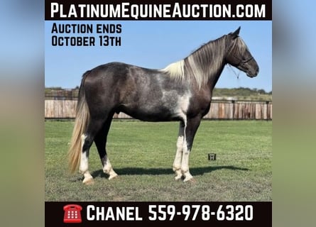 Percheron, Castrone, 5 Anni, 163 cm, Tobiano-tutti i colori