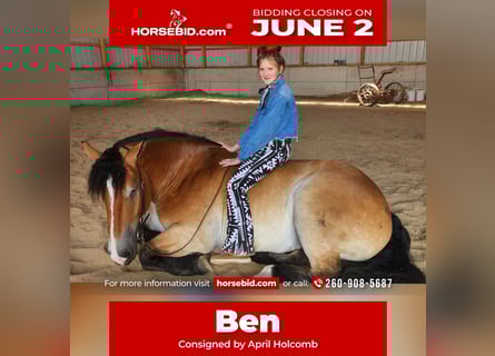 Percheron Mix, Castrone, 5 Anni, 168 cm, Baio ciliegia