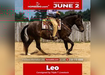 Percheron Mix, Castrone, 5 Anni, 168 cm, Baio