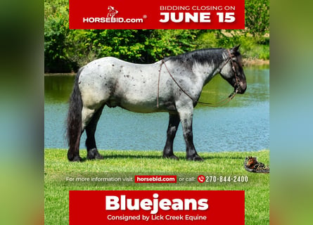 Percheron Mix, Castrone, 5 Anni, Roano blu