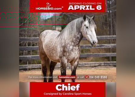 Percheron Mix, Castrone, 6 Anni, 165 cm, Grigio