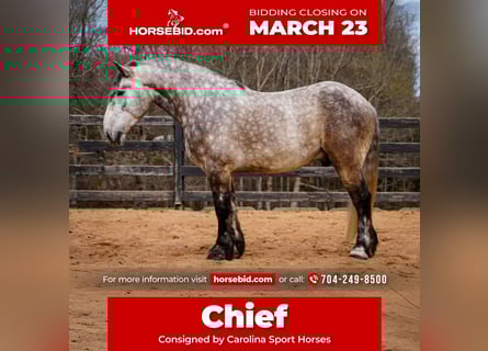 Percheron Mix, Castrone, 6 Anni, 165 cm, Grigio