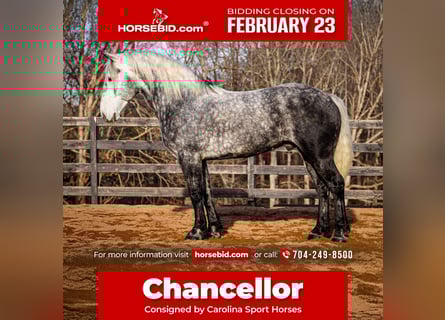 Percheron Mix, Castrone, 6 Anni, 170 cm, Grigio