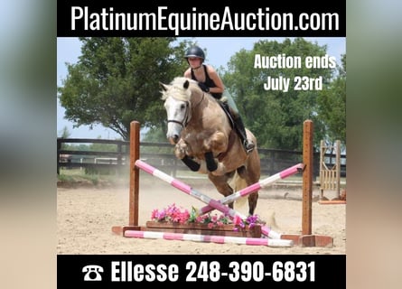 Percheron, Castrone, 6 Anni, 175 cm, Grigio