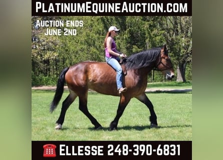Percheron, Castrone, 6 Anni, Baio ciliegia