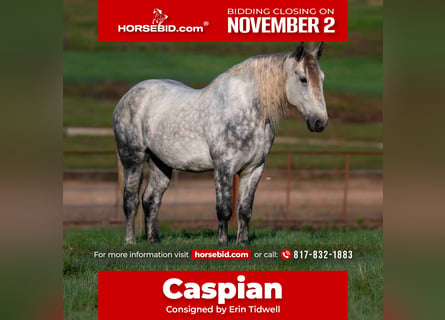 Percheron Mix, Castrone, 6 Anni, Grigio pezzato
