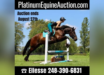 Percheron, Castrone, 7 Anni, 163 cm, Morello