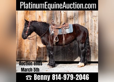 Percheron, Castrone, 7 Anni, 163 cm, Morello
