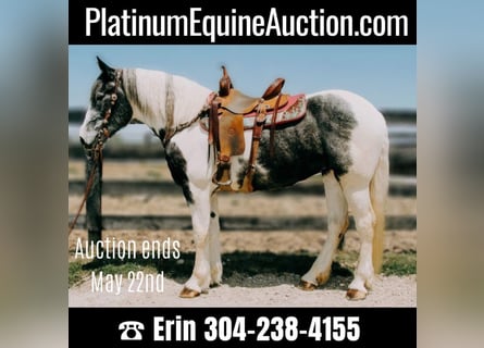 Percheron, Castrone, 7 Anni, 163 cm, Tobiano-tutti i colori