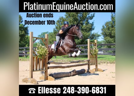 Percheron, Castrone, 7 Anni, 168 cm, Morello