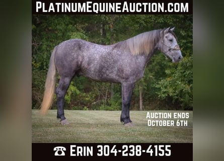 Percheron, Castrone, 7 Anni, 170 cm, Grigio pezzato