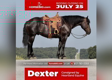 Percheron Mix, Castrone, 8 Anni, 163 cm, Roano blu