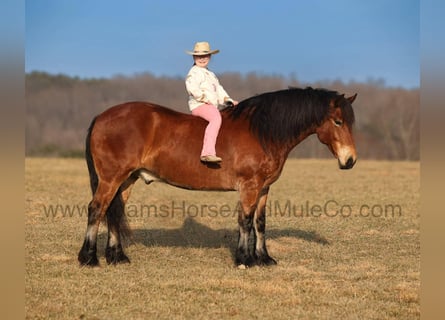 Percheron, Castrone, 9 Anni, 163 cm, Baio ciliegia