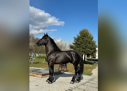 Percheron, Étalon, 6 Ans, 180 cm, Noir