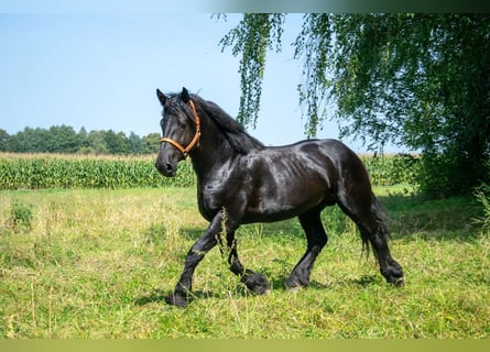 Percheron, Étalon, 6 Ans, Noir