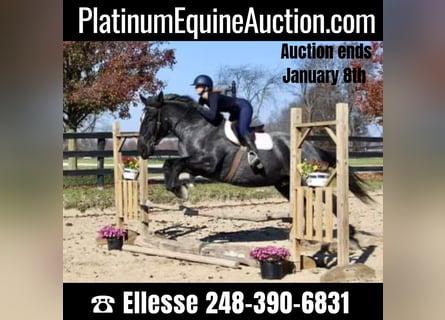 Percheron, Gelding, 10 years, 17 hh, Roan-Blue