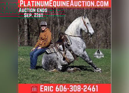 Percheron, Gelding, 11 years, 15,2 hh, Grey-Dapple
