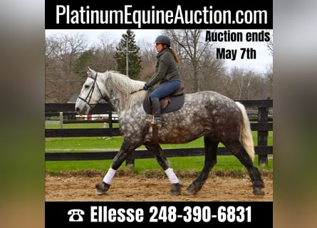 Percheron, Gelding, 11 years, Gray-Dapple