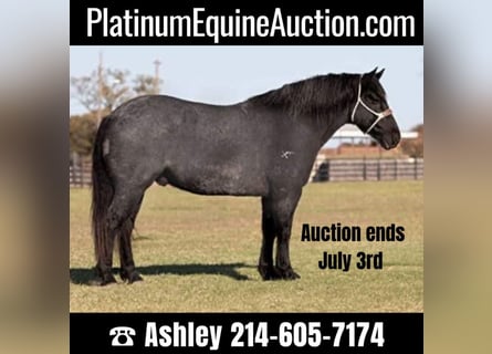 Percheron, Gelding, 12 years, 16,1 hh, Roan-Blue