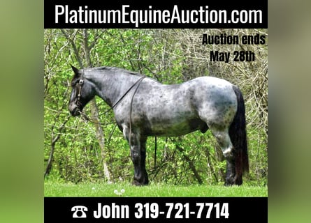 Percheron, Gelding, 12 years, 16,3 hh, Roan-Blue