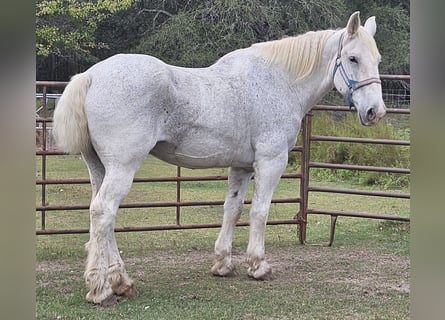 Percheron, Gelding, 12 years, 17.1 hh, Grey-Fleabitten